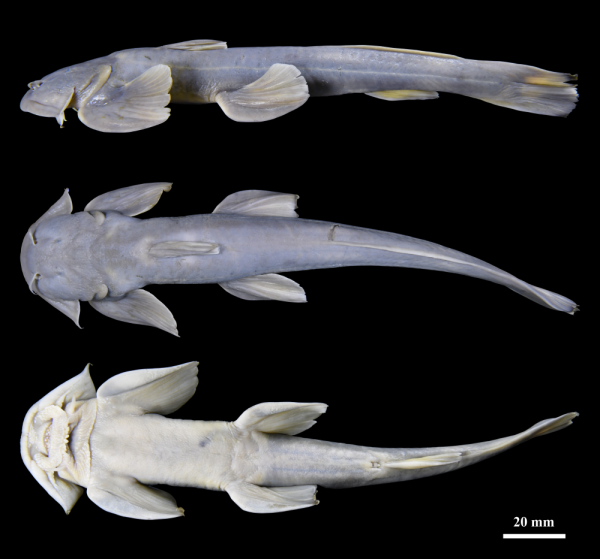 短线配资炒股网 西藏发现鱼类新物种